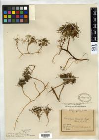 Lilaeopsis macloviana image