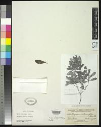 Myrica pubescens image