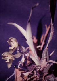 Image of Batemannia armillata