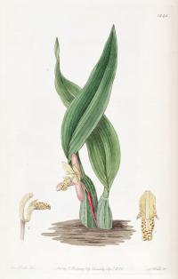 Maxillaria rufescens image
