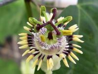 Image of Passiflora punctata