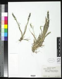 Image of Agrostis tolucensis
