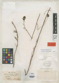 Image of Calceolaria alba