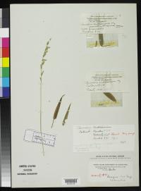 Image of Panicum andreanum
