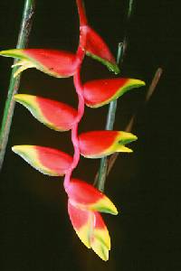 Heliconia rostrata image