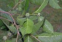 Maclura tinctoria subsp. tinctoria image