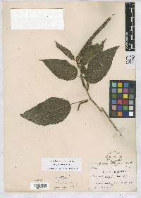 Acalypha benensis image