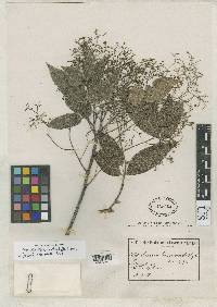 Mauria thaumatophylla image