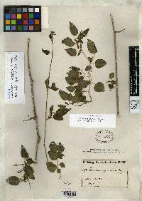 Image of Salpichroa scandens