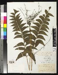 Image of Lindsaea latifrons