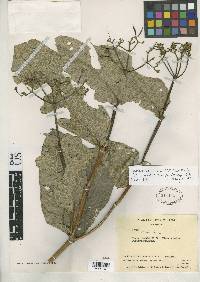 Image of Faramea verticillata