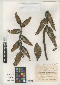 Heliconia fragilis image
