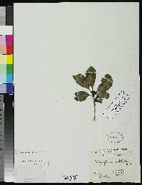 Aegiphila multiflora image