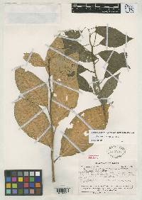 Image of Burmeistera oblongifolia