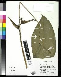 Image of Heliconia lourteigiae