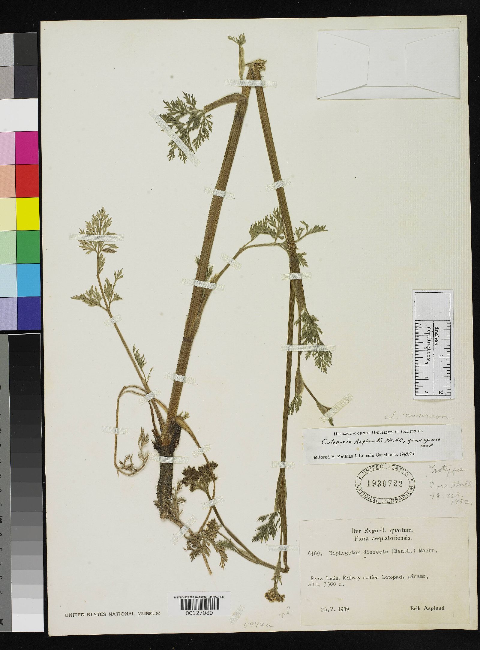 Cotopaxia asplundii image