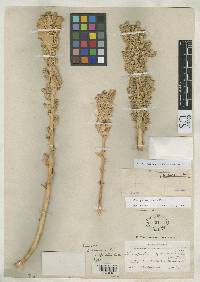 Image of Chenopodium quinoa
