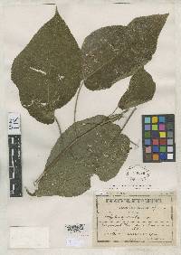 Acalypha mapirensis image