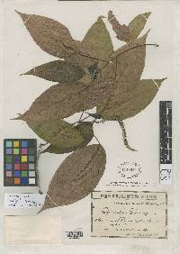 Image of Acalypha stachyura