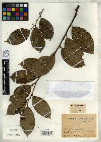 Image of Gloeospermum sclerophyllum