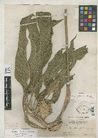 Image of Calathea foliosa
