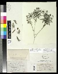 Image of Acanthospermum leptolobum