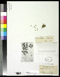 Image of Acanthospermum simile