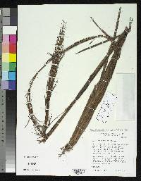 Image of Schizachyrium beckii