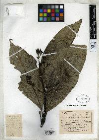 Image of Calycophyllum megistocaulum