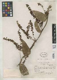 Image of Dioscorea coriacea