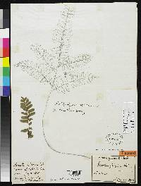 Image of Adiantum latifolium