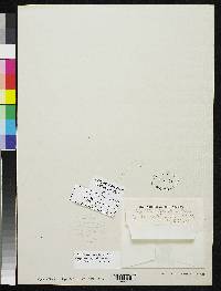 Image of Alsophila paucifolia