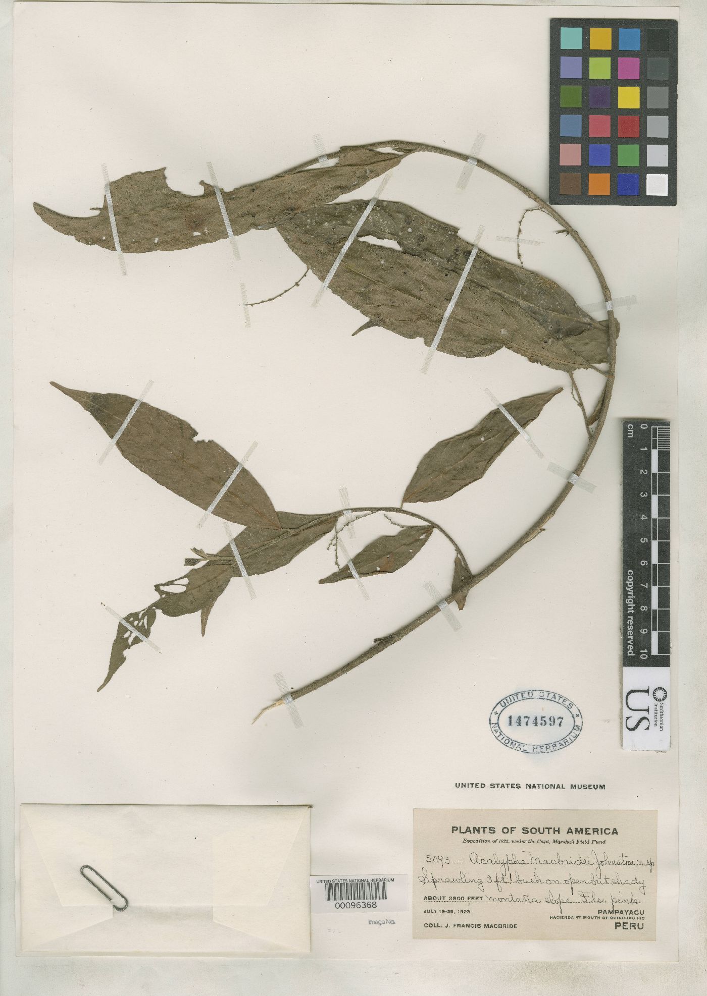 Acalypha macbridei image