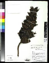 Image of Heliconia reticulata
