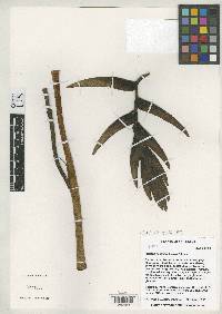 Heliconia donstonea image