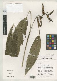 Heliconia cucullata image