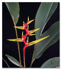 Image of Heliconia richardiana