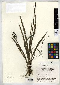 Image of Sisyrinchium tinctorium