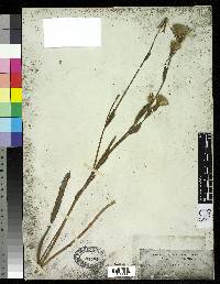 Image of Picrosia longifolia