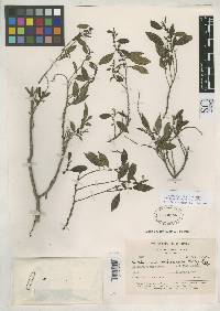 Image of Boehmeria celtidifolia