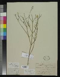 Alternanthera filifolia image