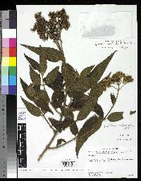 Image of Asplundianthus pseudostuebelii