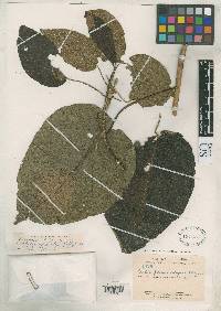 Image of Croton mutisianus