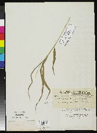 Image of Setaria membranifolia