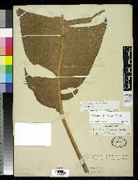 Heliconia farinosa image