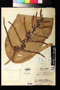 Heliconia lingulata image