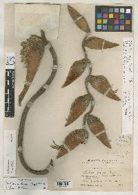 Heliconia curtispatha image