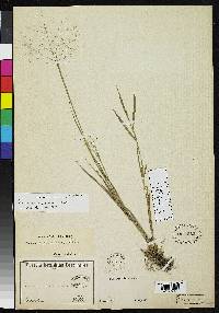 Image of Panicum cyanescens