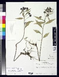 Image of Burmeistera rostrata