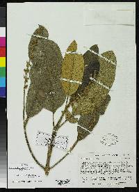 Citharexylum montanum var. chimborazense image